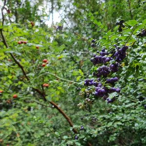 flora berries futaleufu patagonia